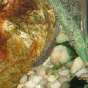 pleco.png