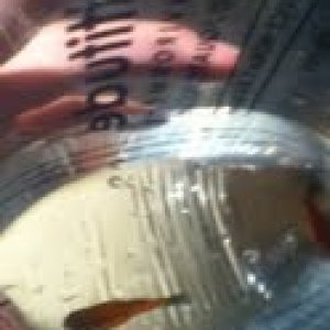 fish 4.jpg