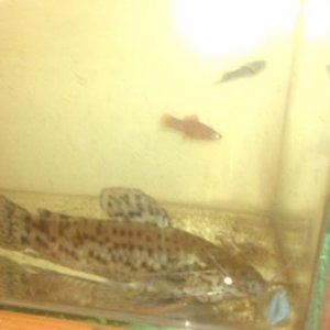 Fish.jpg