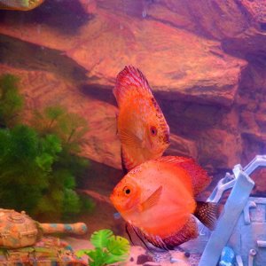 fish2.jpg
