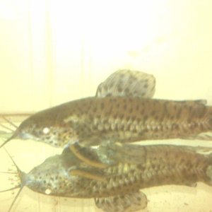 IMG00190.jpg