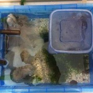 sump.JPG