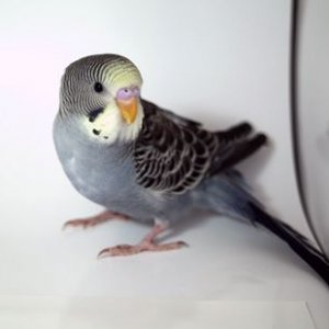 small resized4.jpg