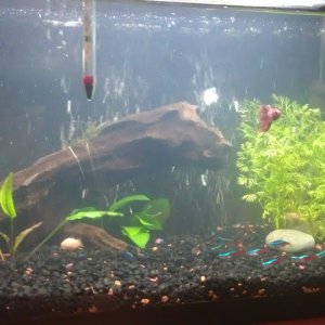 tank 3.jpg