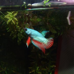 Moby the Goby 339.jpg