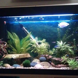 fishtank800.jpg
