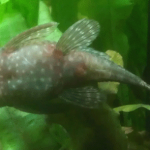 BN-Pleco.png