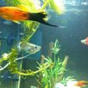 fishy7.jpg