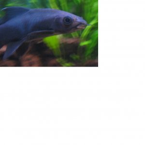pierre.JPG