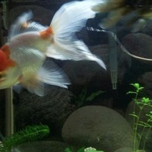 goldfish.jpg