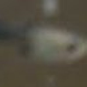 fish fry.jpg
