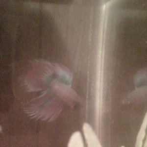 betta 2.jpg