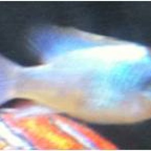 blue ram.jpg