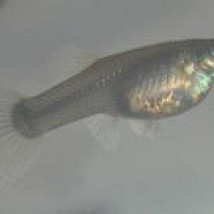 guppy1.jpg