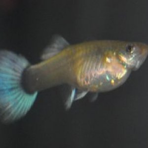 guppy3.jpg