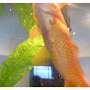 comet goldfish red belly.jpg