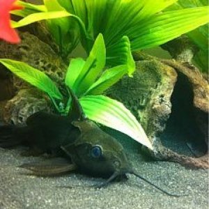 catfish1.jpg