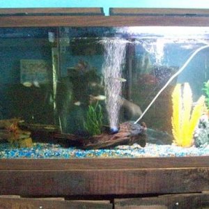 fish tank 003.jpg