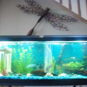 fish 002.jpg