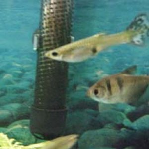 fish 1 015.jpg
