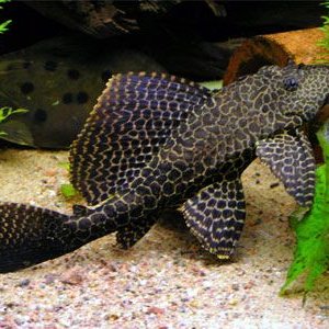 pleco_sailfin1.jpg