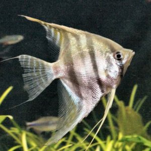 angelfish stripes.jpg