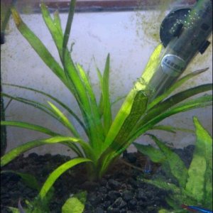 plant.jpg