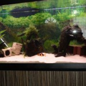 loach3.jpg