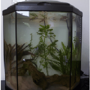 whole fish tank 11.png