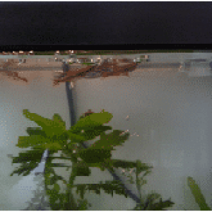 bubbles and fish.png