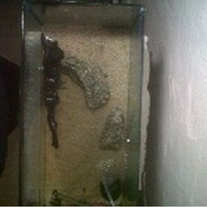 mudskipper3.jpg