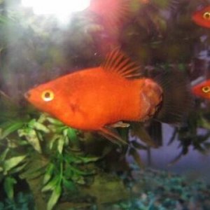 Sick fish pic 1.jpg