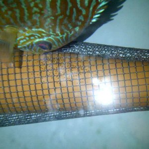 IMG-20120618-WA0000.jpg