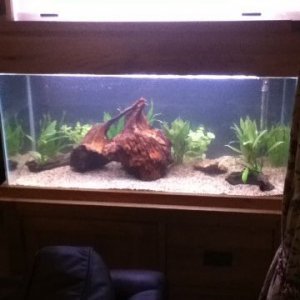 Fish Tank second.jpg