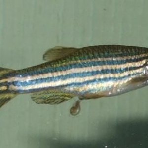 Small Marco's fin 005.jpg