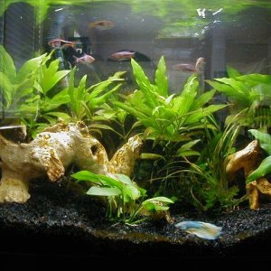 fishtank_7-24-12.jpg