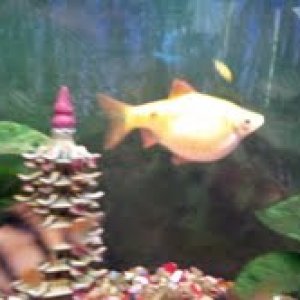 fish.jpg