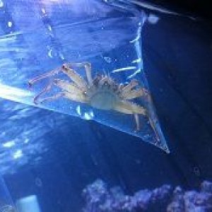 Arrow head crab.jpg