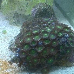 7 50 green button polyp.jpg