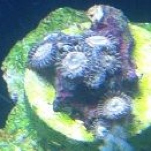 Orange zoanthid 8-9-12.jpg