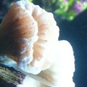Trumpet coral close up 8-9-12.jpg