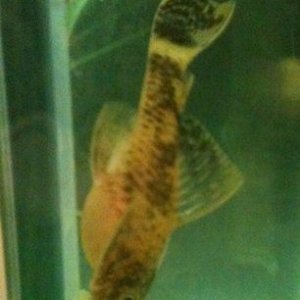 marble BN CATFISH.jpg