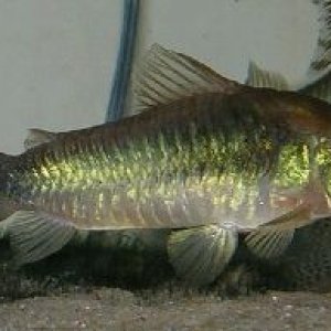 Big Mama C aeneus.jpg
