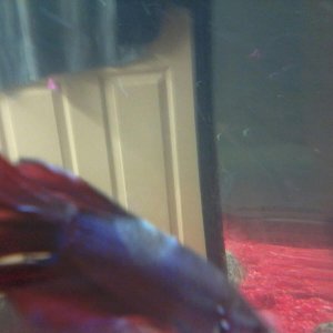 fish.jpg