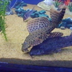 pleco 4.jpg