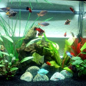 fish tank 100912s.jpg