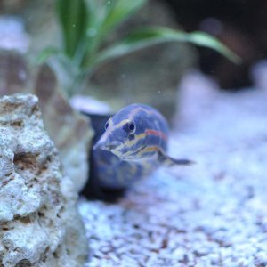 fireeel.jpg