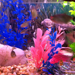 large tank.png