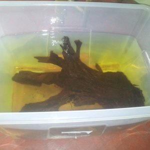 Wood soaking.jpg