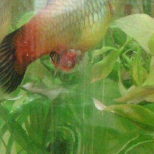 Fish.jpg